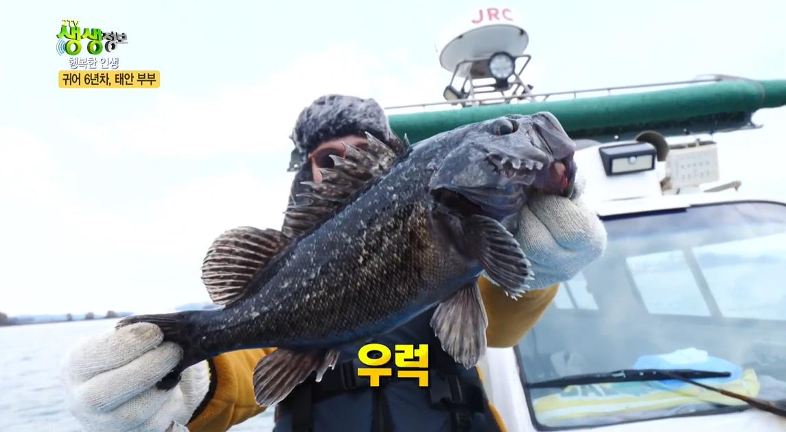 귀어7년차 태안부부