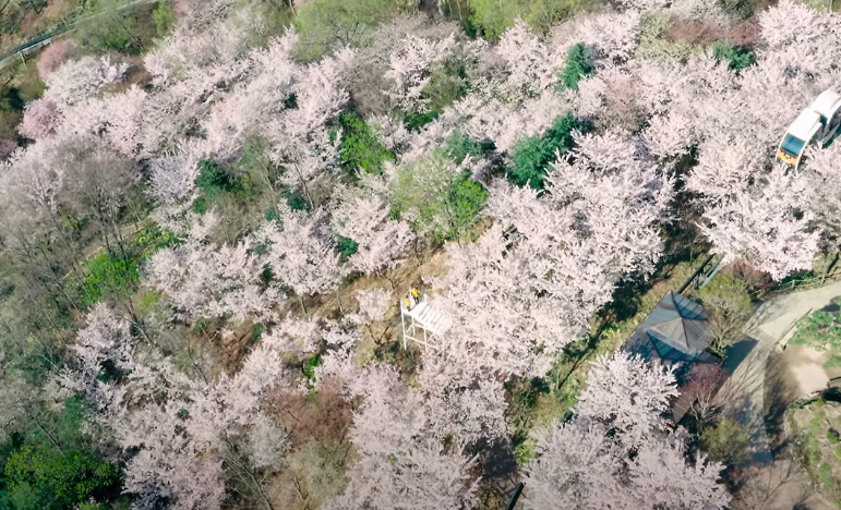 2026 화담숲 벚꽃 개화시기는 언제?