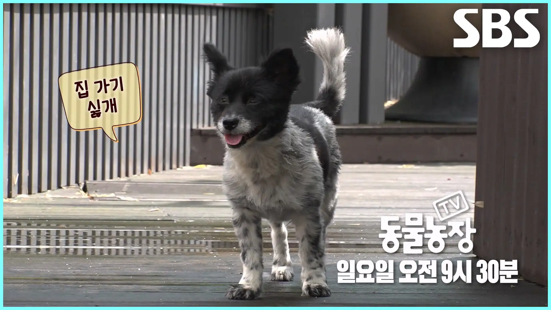 동물농장 재방송 시간 다시보기