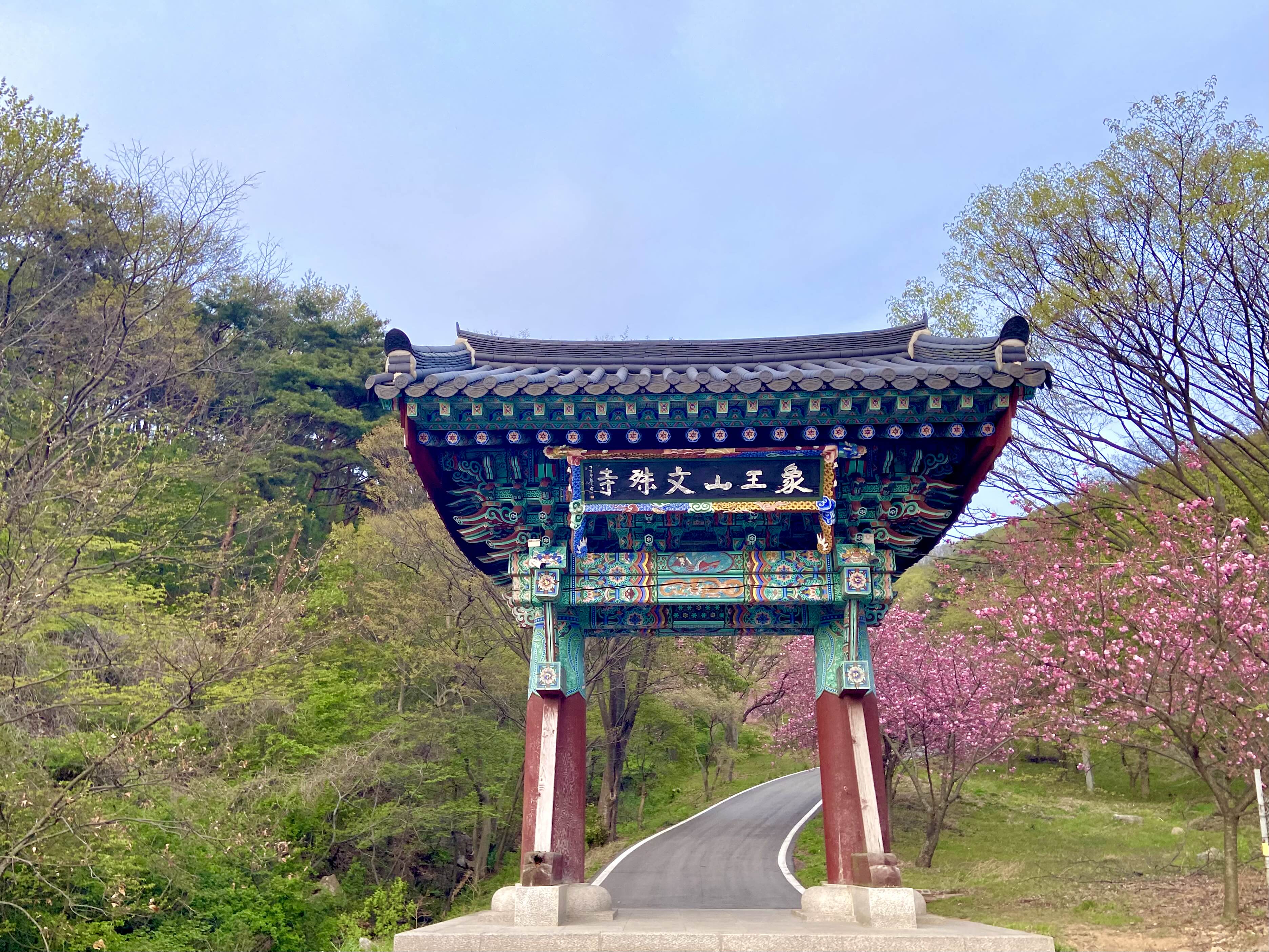서산 겹벚꽃