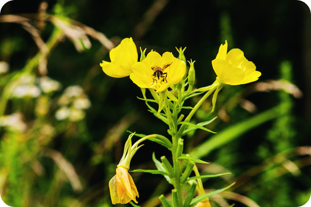 달맞이꽃종자유-효능