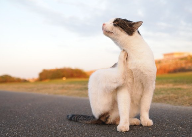 목을 긁는 고양이.