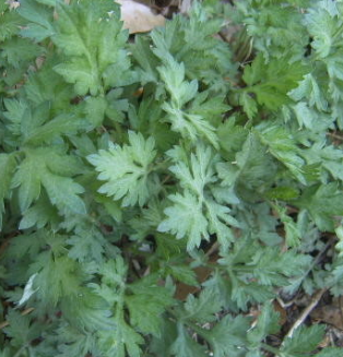 쑥 효능 부작용 칼로리 요리