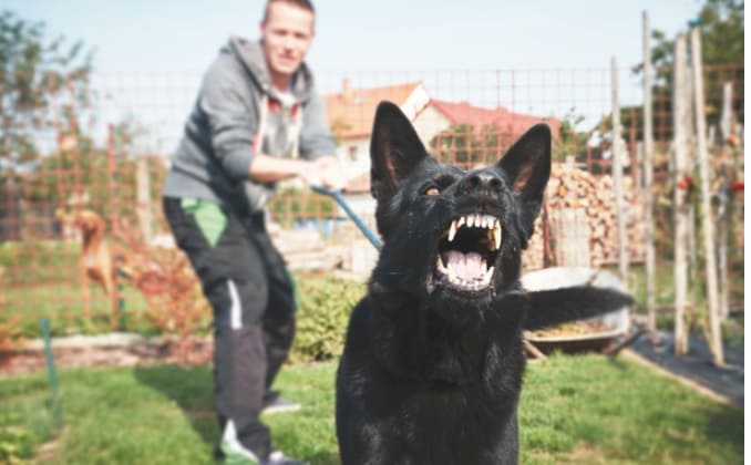 조심조심!..개는 더울 때 문다 Dogs are more likely to BITE you when it's hot: