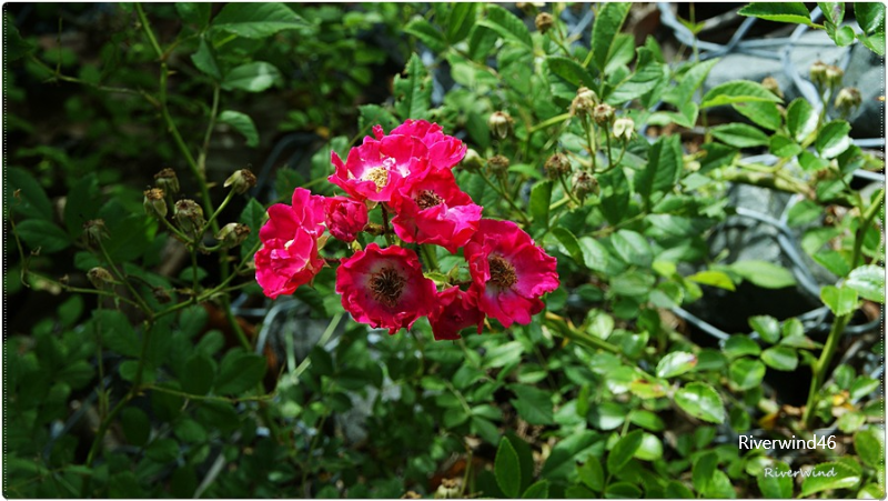 빨간 찔레꽃 Rosa multiflora