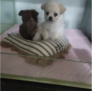 펫샵1