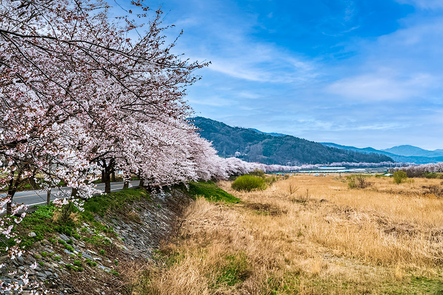 주산벚꽃축제 기본일정과 프로그램 소개
