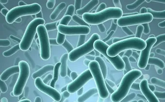 유산균 종류 먹는 시간 섭취방법_3