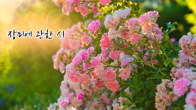 장미 시모음 섬네일 이미지