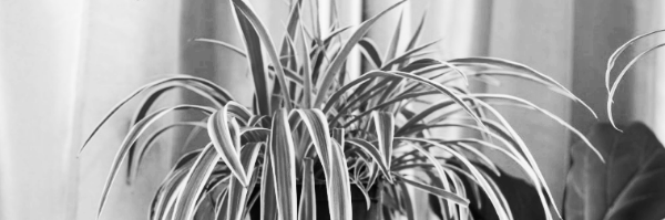 나비란 공기정화