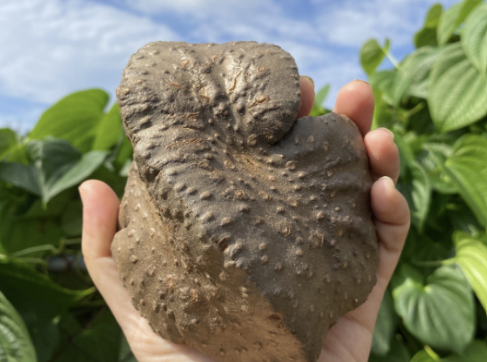 하늘마 효능 부작용 하늘마 먹는방법 보관방법 총정리 (최신)