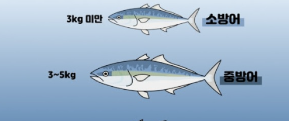 소방어, 중방어 크기