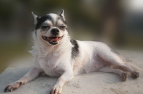 개 눈 깜박임