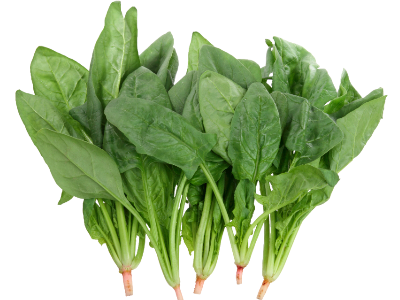 시금치 사진