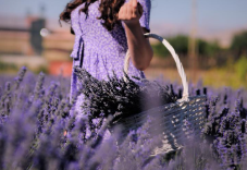 포천 허브아일랜드 라데봄축제