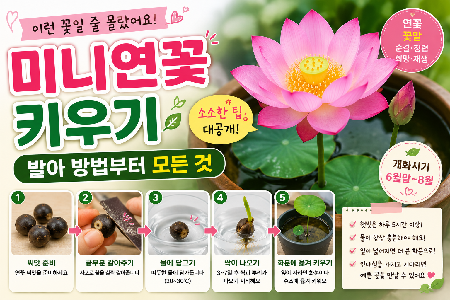 미니연꽃, 이런 것인 줄 몰랐어요! 발아 방법부터 키우기 소소한 팁까지