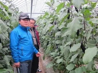 가지 재배 순 지르기 착과 관리 고온 대책_12