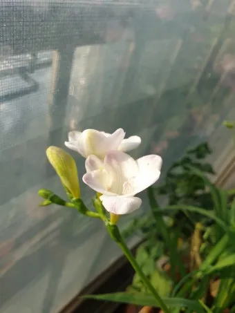 튜베로즈 씨앗 꽃 피우기 계절별 관리법 병충해 예방_12