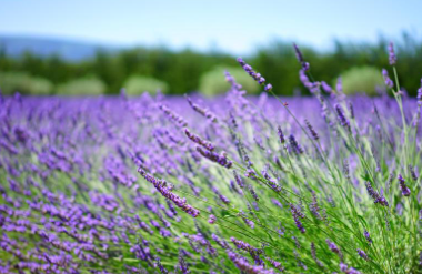 정읍 허브원 라벤더 농원