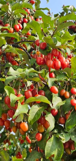 보리수 열매 효능