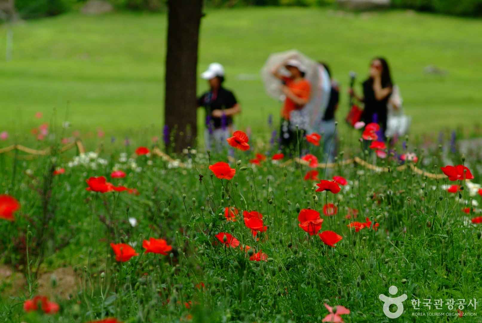 아침고요수목원 수국전시회 꽃양귀비