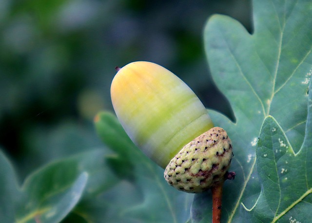 포포열매 6가지 효능 및 먹는 법 (+ 맛 가격 수확시기)