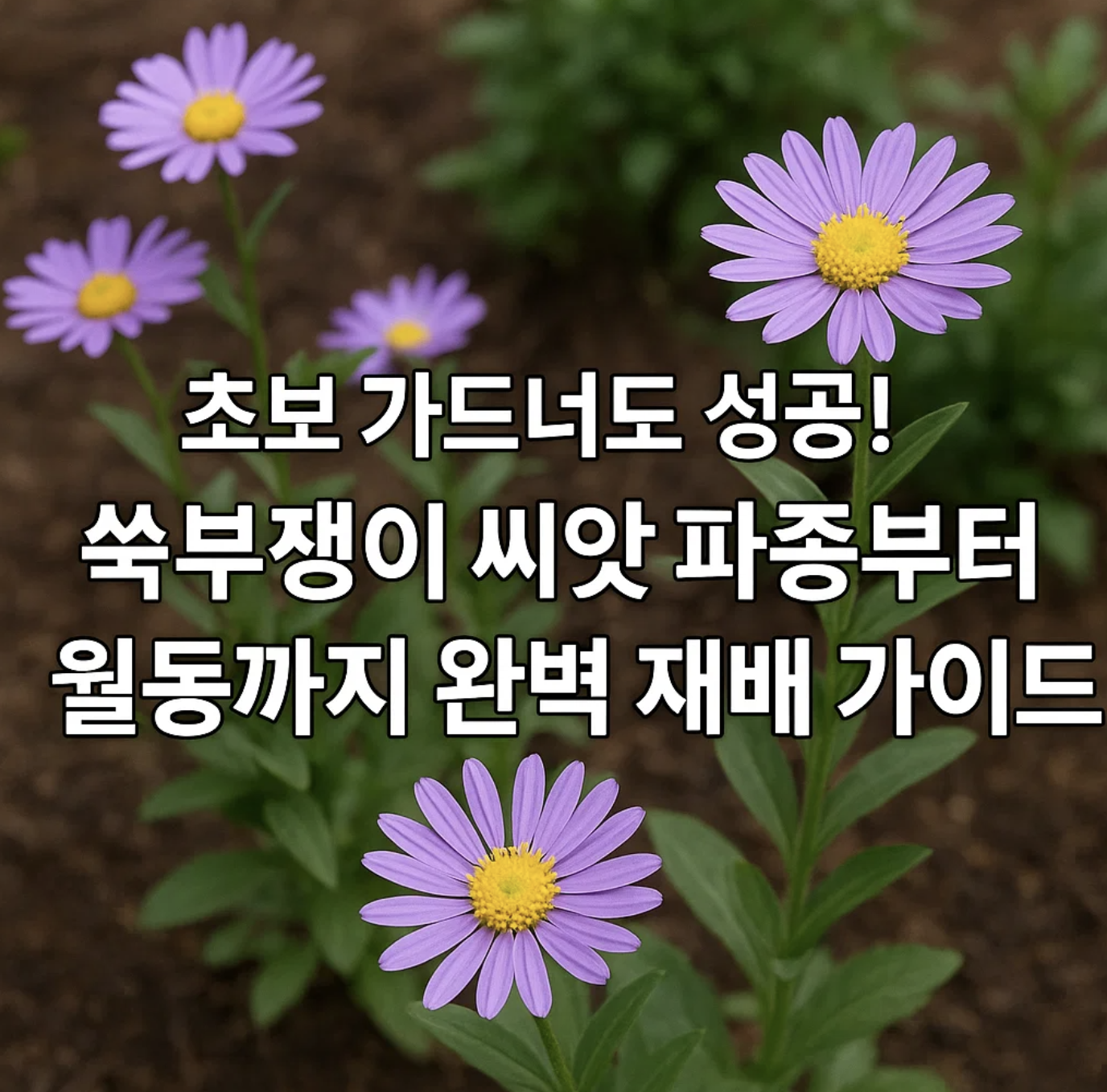 초보 가드너도 성공! 쑥부쟁이 씨앗 파종부터 월동까지 완벽 재배 가이드