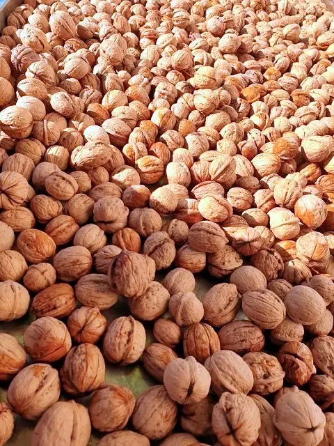 충북 영동 달콤한 햇 호두 감말랭이 자연건조 대봉 곶감 파는 곳 전국 택배 온라인 전화 주문 추천