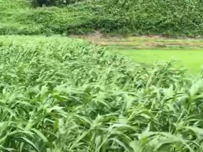 율무 파종시기와 거름 주는 방법 총정리 1