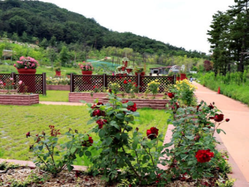 대부도 바다향기수목원 장미원 갈만한곳