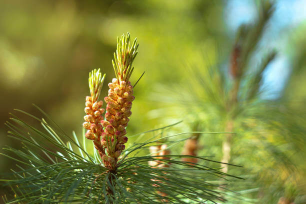 송담 효능 부작용 및 섭취 방법