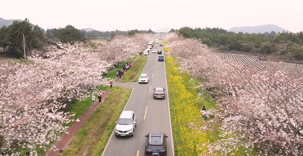 올해 벚꽃 언제 필까? 2025년 전국 벚꽃 개화 시기 &amp; 여행지 추천