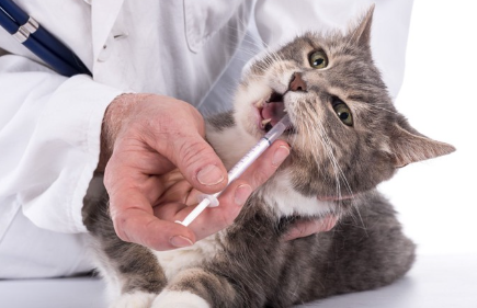 투약받는 고양이.