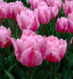 Pink Miracle