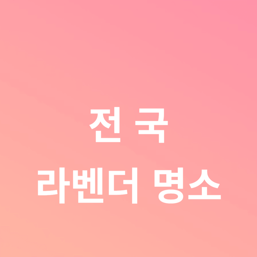 전국 라벤더 명소 4곳