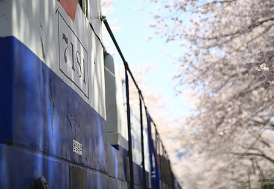 진해군항제 벚꽃 축제