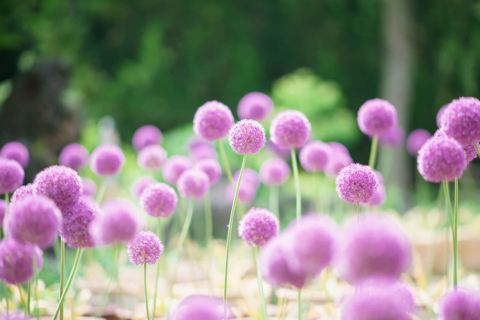 제주도 가볼만한곳 10곳, 제주도 가볼만한곳, 제주도 갈만한곳, 제주도 여행, 제주도, 제주도 추천 여행지, 제주도 추천 관광지, 제주도 박물관, 제주도 추천, 신화월드, 피규어뮤지엄, 헬로키티아일랜드, 981파크, 소인국테마파크, 테디베어뮤지엄, 메이즈랜드, 에코랜드