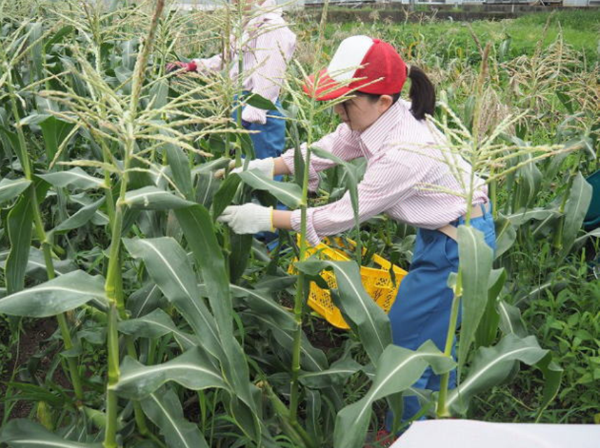 옥수수 파종시기, 재배방법