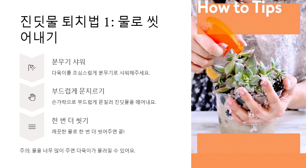 다육이 진딧물 퇴치법