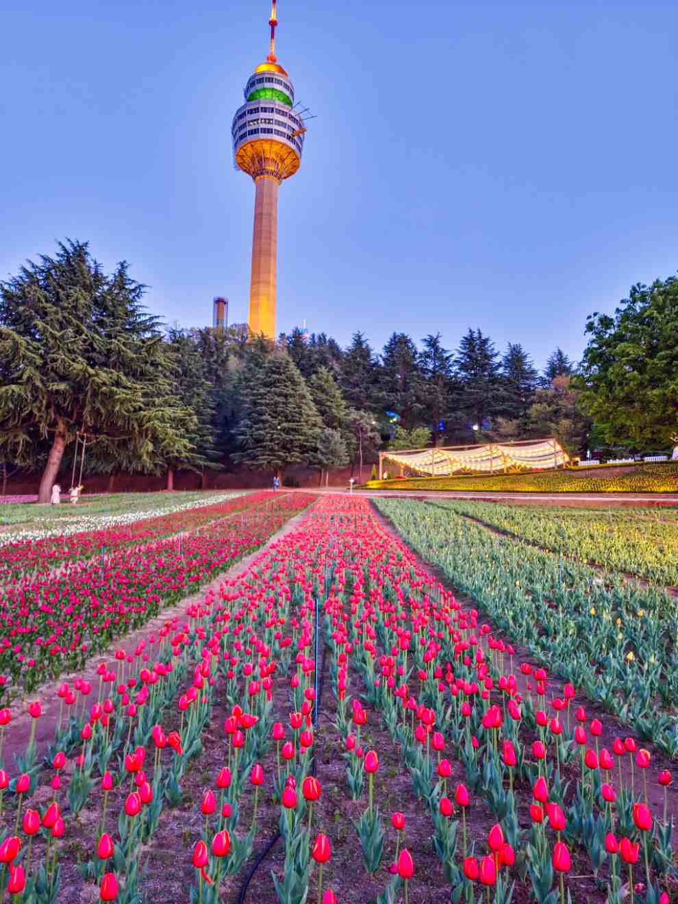 이월드 튤립트래블