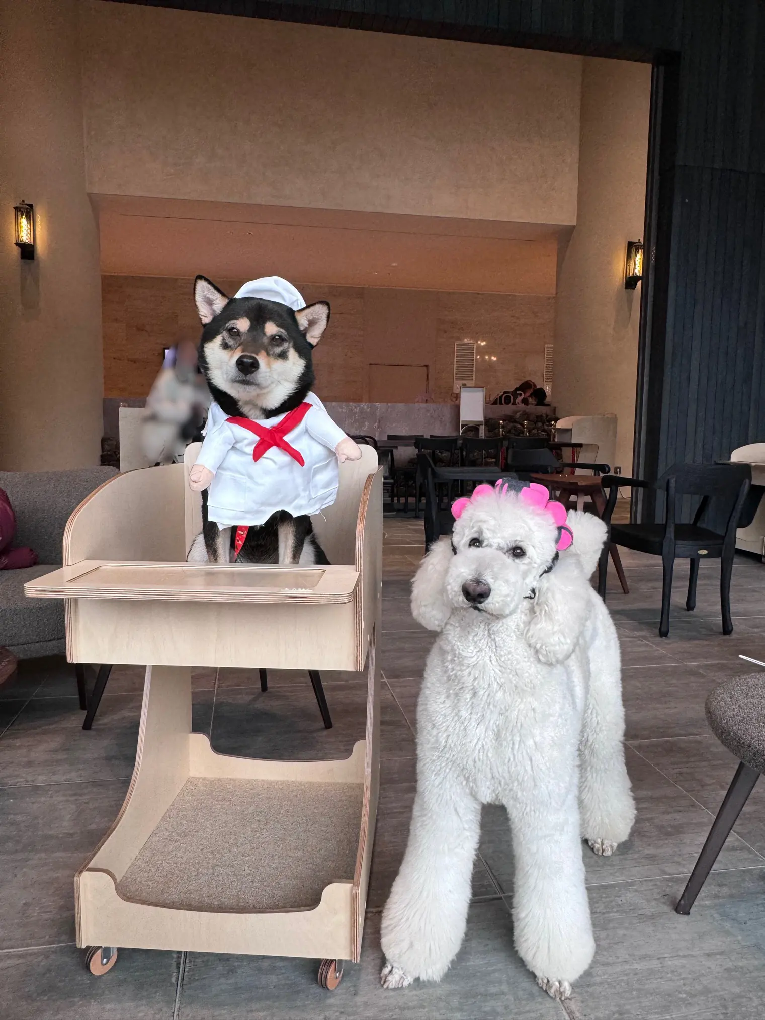  소노펫 비발디파크