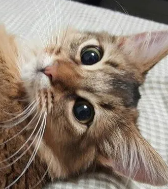 고양이가 고양이 사료를 먹지 않는 이유와 집에서 할 수 있는 궁리