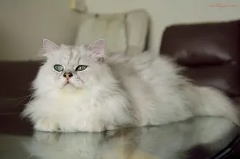 페르시안 고양이 유전병_3