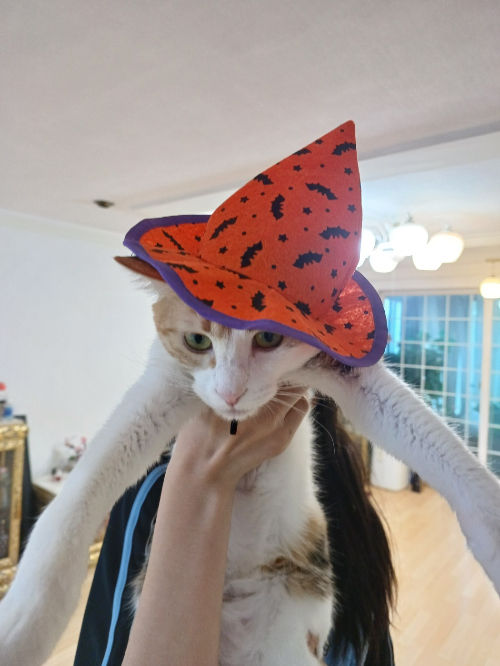 모자쓰고 놀고있는 고양이