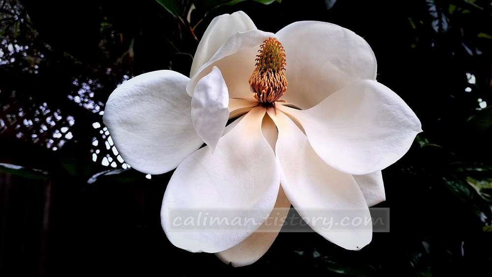 남부 목련(Southern magnolia)