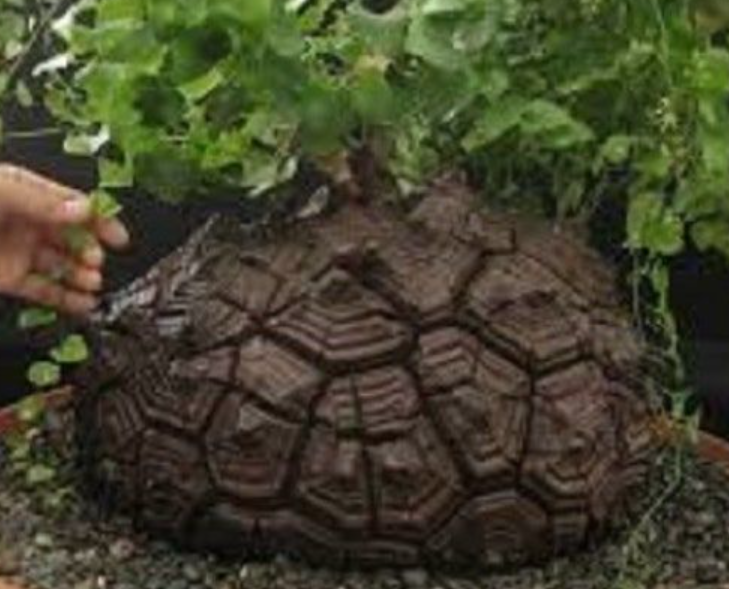 디오스코레아 엘레판티페스