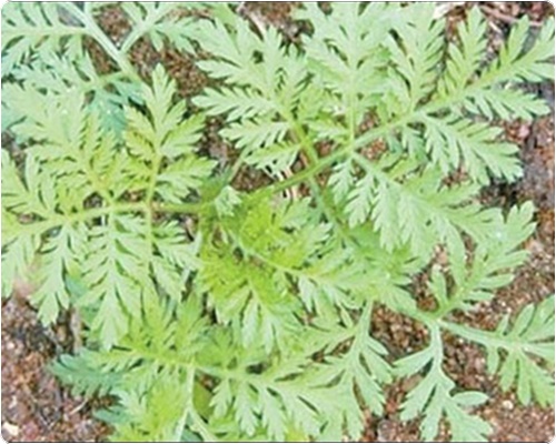 쑥국 맛있게 끓이는 법