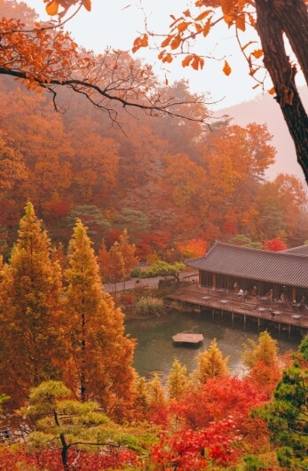 화담숲 예약 방법, 입장료, 케이블카 정보까지 한 번에! 힐링 가득한 여행