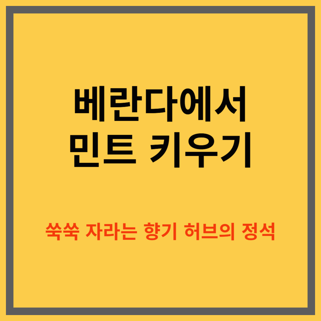 베란다에서 민트 키우는 방법, 초보자를 위한 허브 재배법