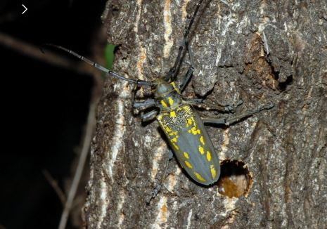 하늘소의 모든 것 관련 이미지